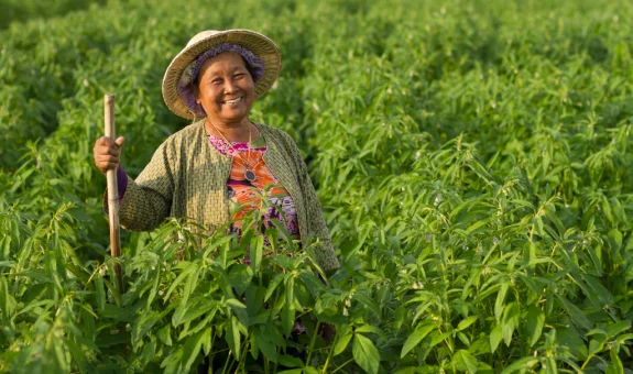 Lorem Ipsum
- Petani 2